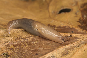 Afbeelding van een akkerslak