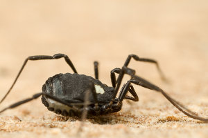 Afbeelding van een aardhooiwagen