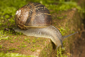 Afbeelding van een segrijnslak
