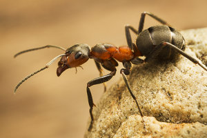 Afbeelding van een schubmier
