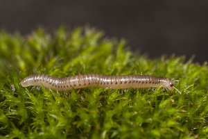 Afbeelding van een kleine tweestreep