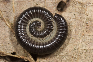 Afbeelding van een slangenmiljoenpoot