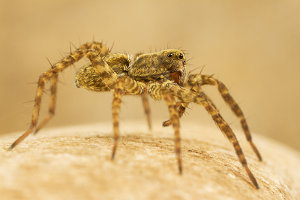 Afbeelding van een wolfspin