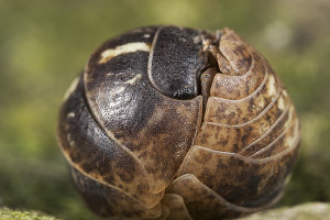 Afbeelding van een oprolpissebed