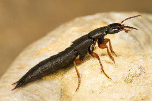 Afbeelding van een kortschildkever
