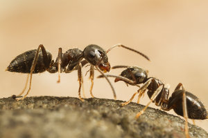 Afbeelding van een wegmier