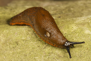 Afbeelding van een rode wegslak