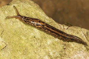 Afbeelding van een tijgerslak