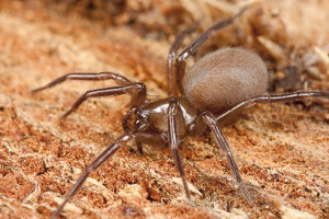 Afbeelding van een herfststrooiselspin