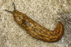 Afbeelding van een lichte aardslak