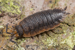 Afbeelding van een ruwe pissebed