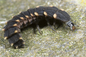 Afbeelding van een grote glimworm
