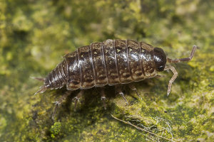 Afbeelding van een mospissebed