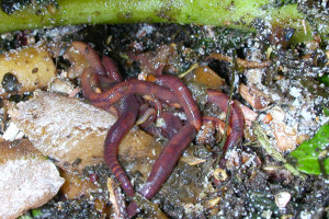 Afbeelding van een compostworm