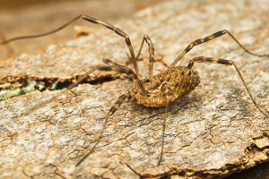 Afbeelding van een gewone hooiwagen
