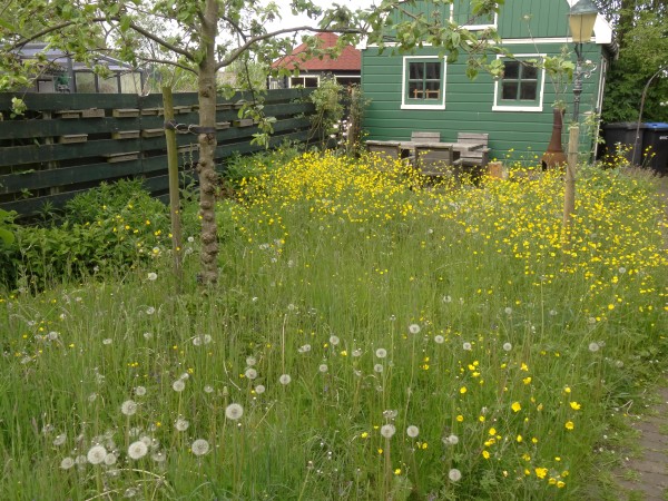 Foto van een groene tuin