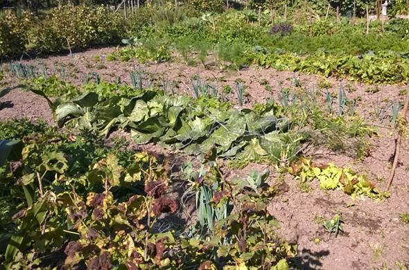 Foto van een moestuin